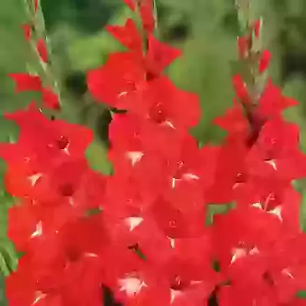 Gladioli Traderhorn